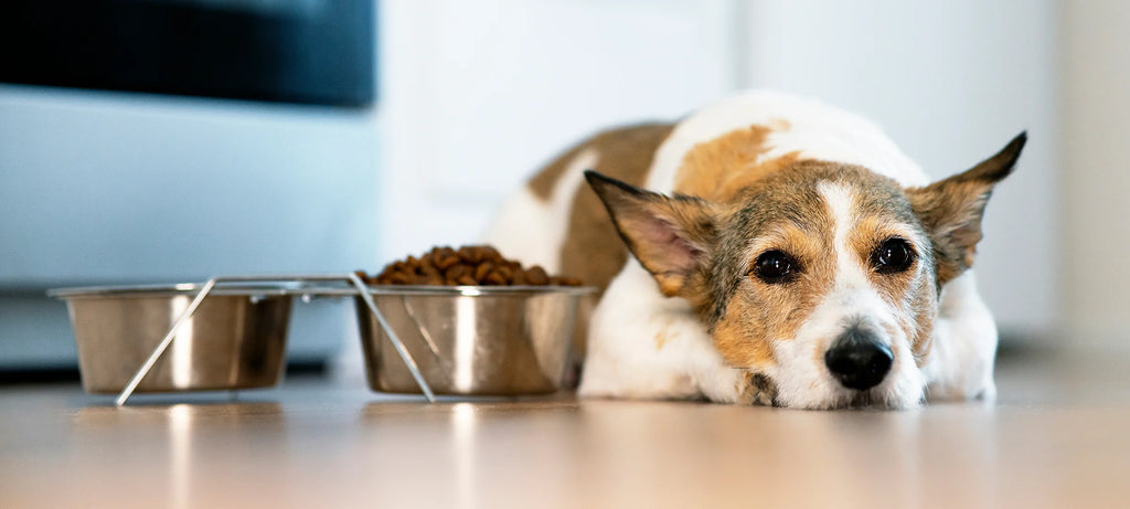 Pas leži pored zdjelice s hranom