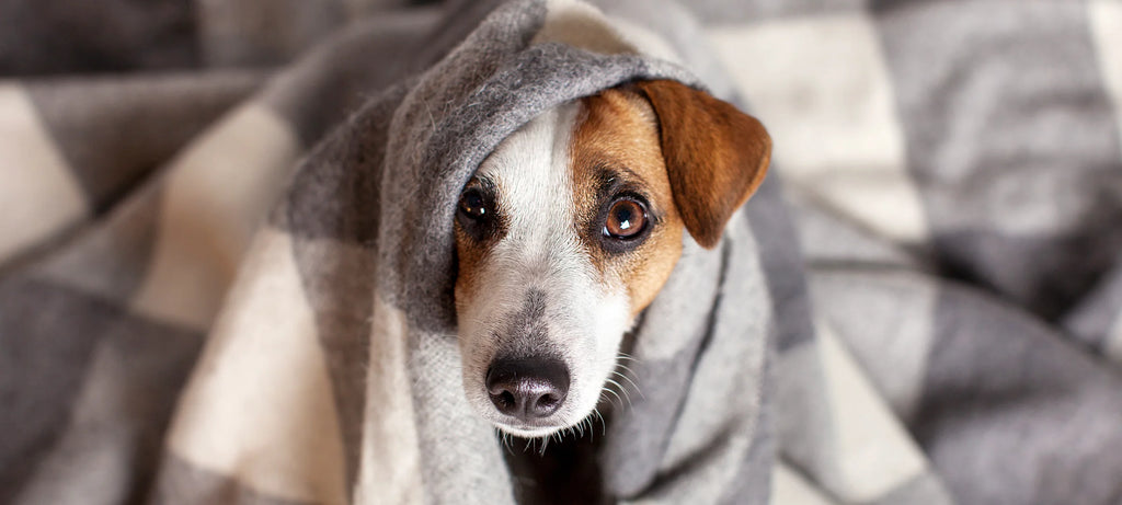 Pas leži ispod deke