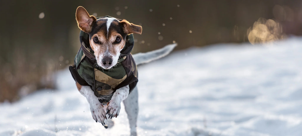 Pas u kaputiću trči po snijegu
