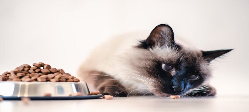 Sijamska mačka pored zdjelice za hranu