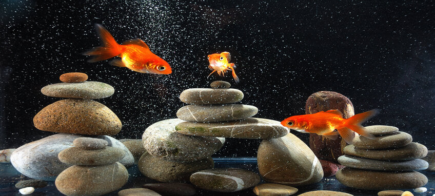 Zlatne ribice u akvariju