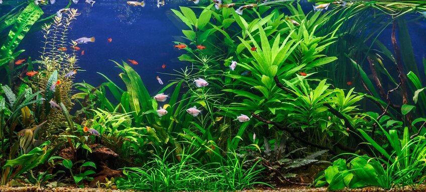 Akvarij s ribicama