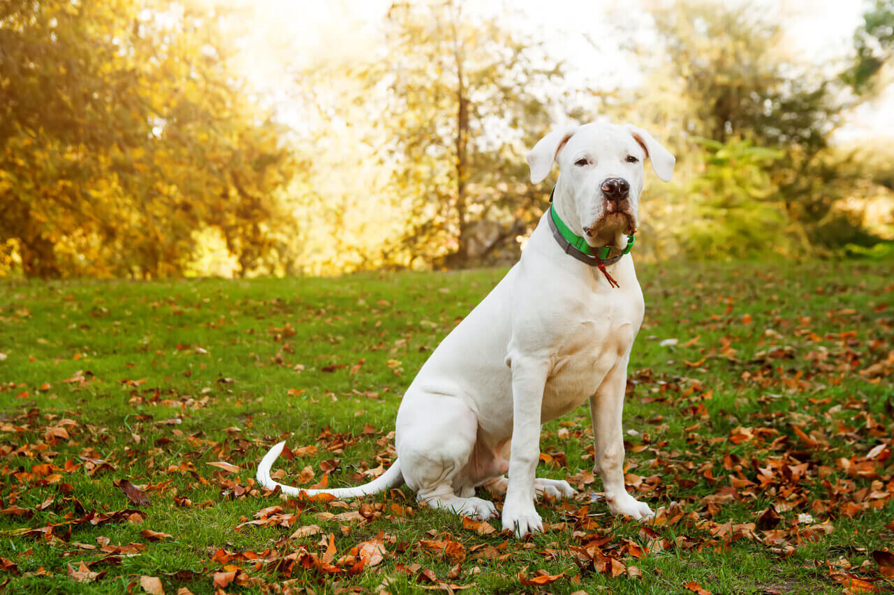 Argentinska doga (Dogo Argentino)