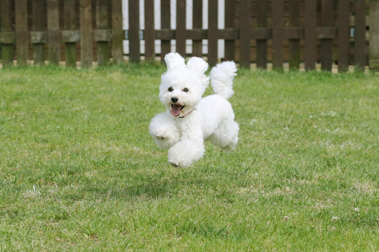 Toy pudla