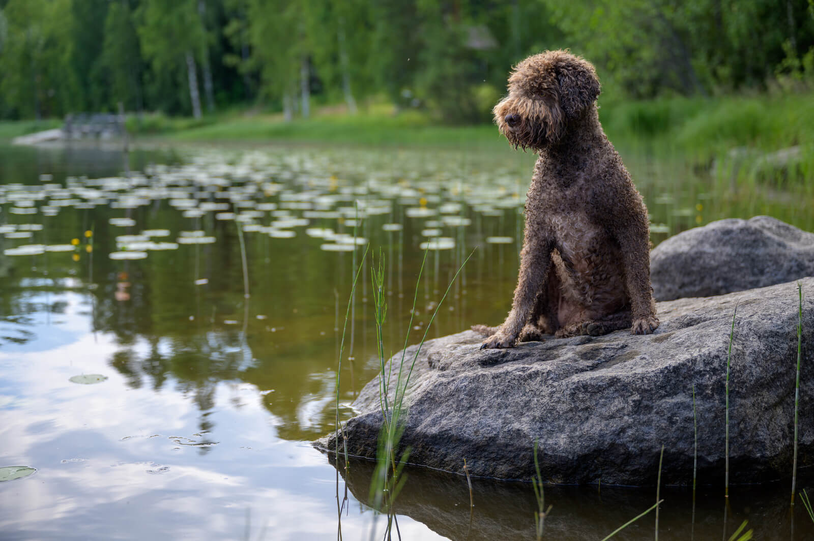 Lagotto Romagnolo