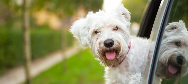 Pas se vozi u autu i glava mu viri kroz prozor