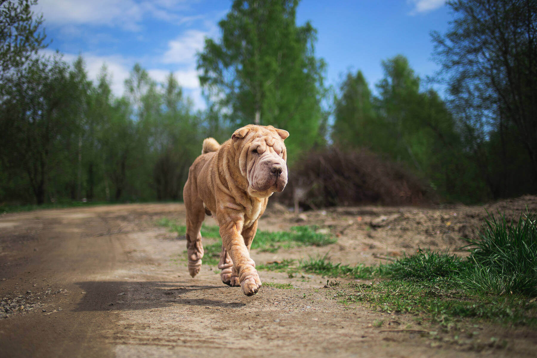Shar pei (šar pej)