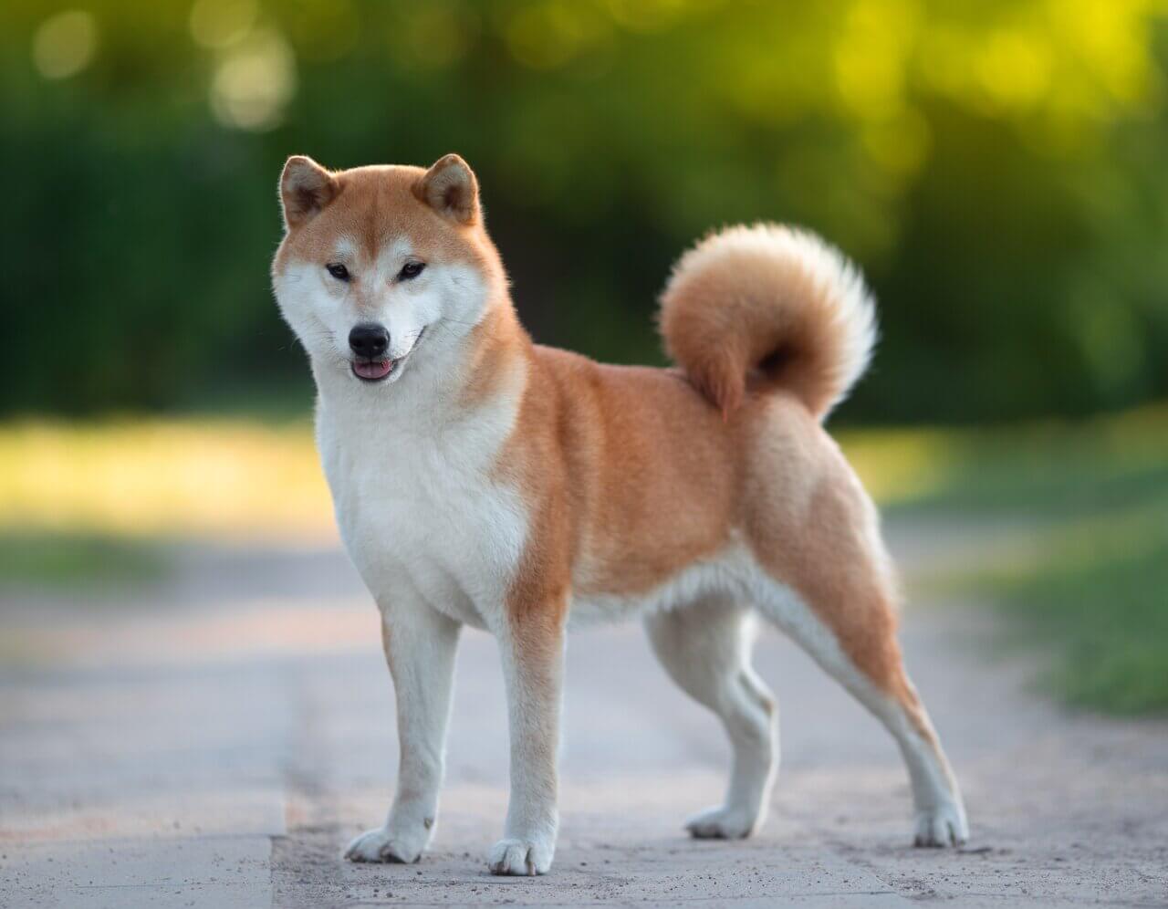 Shiba Inu