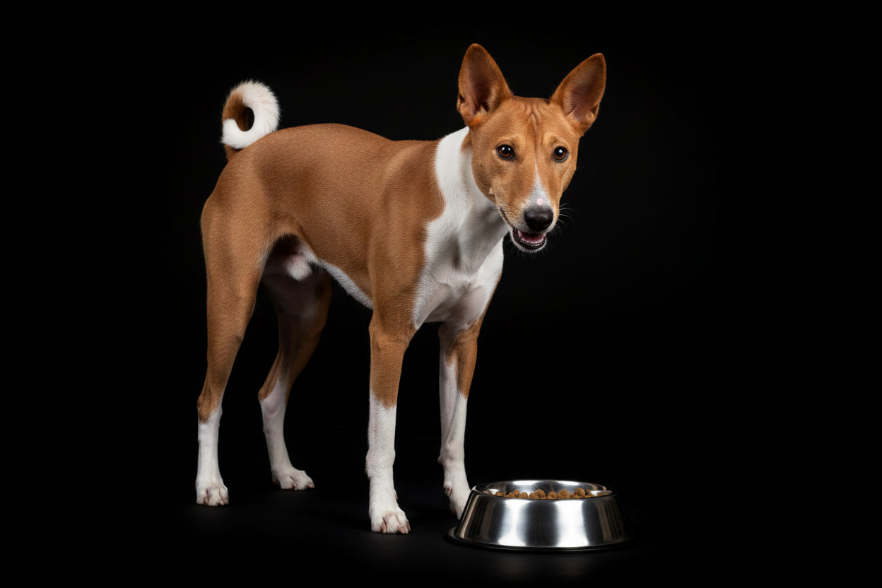 Basenji s hranom za pse