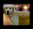 FLAMINGO Ogrl. za pse LED Svijetleća, 25mm/45-65cm, crna s reflektirajućom trako