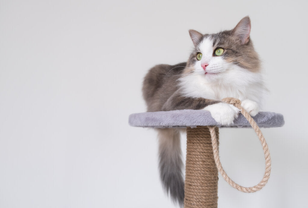Mačka leži na grebalici