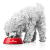 Pas jede hranu iz crvene Royal Canin zdjelice