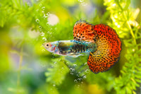 Akvaristika - tropske ribe