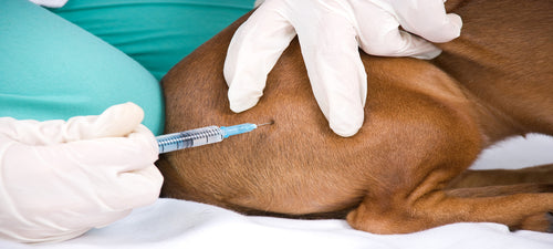 Veterinar cijepi štenca