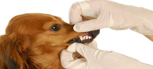 Veterinar pregledava zube psu