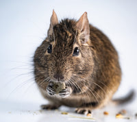 Degu