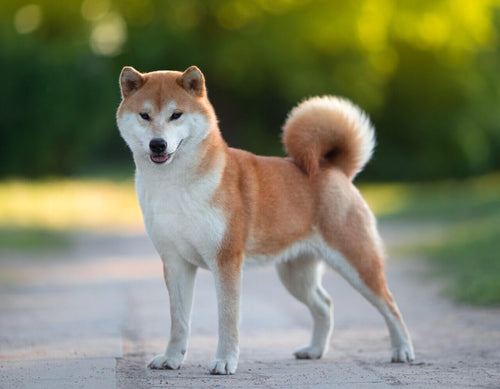 Shiba Inu