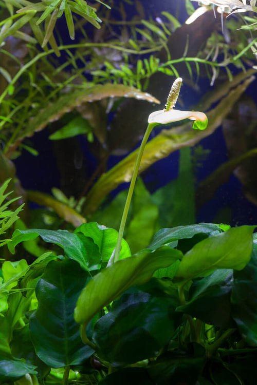 Anubias barteri var nana