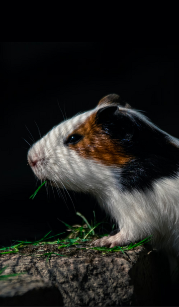 Zlatna ribica: hranjenje, pravilna briga i karakteristike