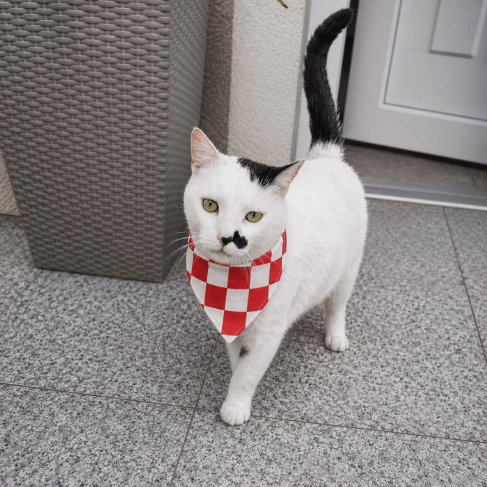 Kićo