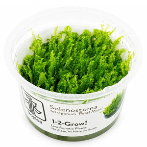 TROPICA Bilje Solenostoma tetragonum 'Pearl Moss', uzgojeno in vitro
