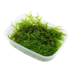 TROPICA Bilje Vesicularia montagnei 'Christmas Moss', uzgojeno in vitro