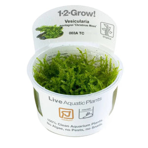 TROPICA Bilje Vesicularia montagnei 'Christmas Moss',uzgojeno in vitro