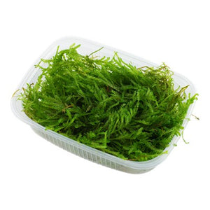 TROPICA Bilje Vesicularia ferriei 'Weeping Moss', uzgojeno in vitro
