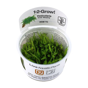 TROPICA Bilje Vesicularia ferriei 'Weeping Moss', uzgojeno in vitro