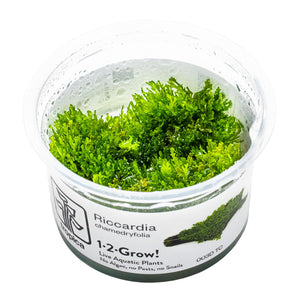 TROPICA Bilje Riccardia chamedryfolia, uzgojeno in vitro