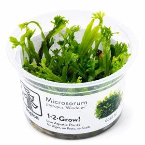 TROPICA Bilje Microsorum pteropus 'Narrow', uzgojeno in vitro