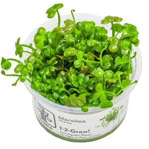 TROPICA Bilje Marsilea hirsuta, uzgojeno in vitro