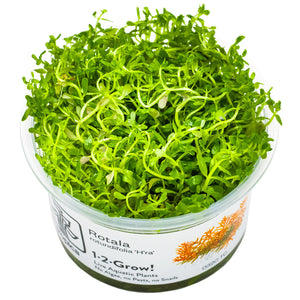 TROPICA Bilje Rotala rotundifolia 'H'ra', uzgojeno in vitro