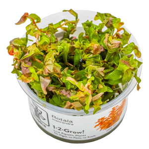 TROPICA Bilje Rotala macrandra, uzgojeno in vitro