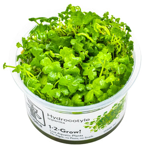 TROPICA Bilje Hydrocotyle tripartita, uzgojeno in vitro