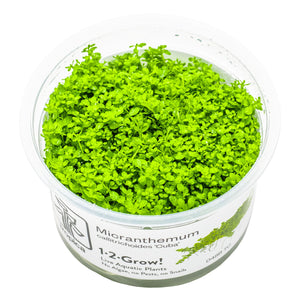 TROPICA Bilje Micranthemum callitrichoides 'Cuba', uzgojeno in vitro