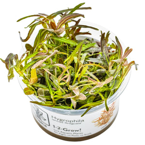 TROPICA Bilje Hygrophila lancea 'Araguaia', uzgojeno in vitro