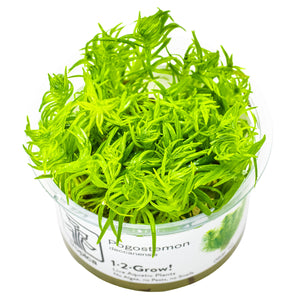 TROPICA Bilje Pogostemon deccanensis, uzgojeno in vitro