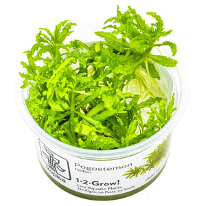 TROPICA Bilje Pogostemon helferi, uzgojeno in vitro