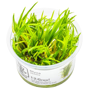 TROPICA Bilje Blyxa japonica, uzgojeno in vitro
