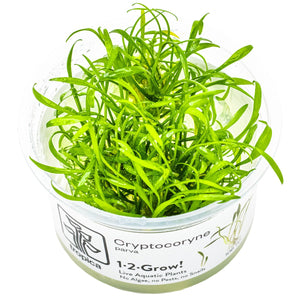 TROPICA Bilje Cryptocoryne parva, uzgojeno in vitro