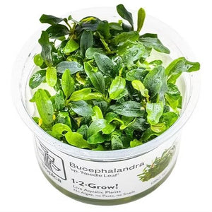 TROPICA Bilje Bucephalandra sp. 'Needle Leaf', uzgojeno in vitro