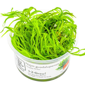 TROPICA Bilje Najas guadalupensis 'Guppy Grass', uzgojeno in vitro