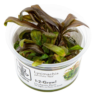 TROPICA Bilje Lysimachia parvifolia Red, uzgojeno in vitro