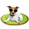 ALL FOR PAWS Chill Out Kiwi, prostirka za hlađenje, 60x0,8cm