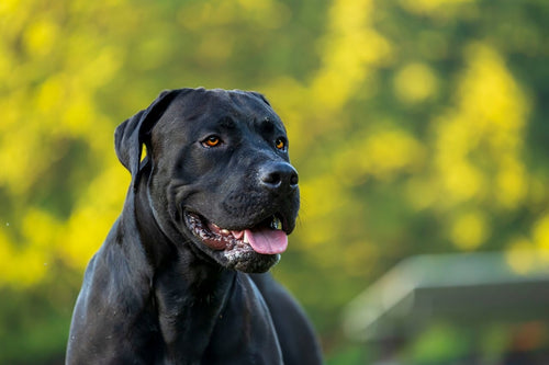 Crni Presa Canario