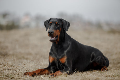 Doberman leži na polju