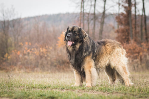 Leonberger stoji na travi