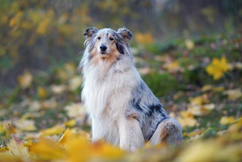 Dugodlaki škotski ovčar merle boje sjedi u šumi