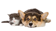 Banner Image